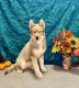 Siberian Husky Puppies for sale in Mio, MI 48647, USA. price: NA