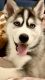 Siberian Husky Puppies for sale in Hershey, PA, USA. price: $1,500