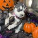 Siberian Husky Puppies for sale in Reynoldsburg, OH, USA. price: $1,200