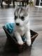Siberian Husky Puppies for sale in Harlan, IN, USA. price: $1,000