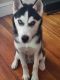 Siberian Husky Puppies for sale in Manchester, CT, USA. price: $2,800