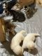 Siberian Husky Puppies for sale in Muskegon, MI, USA. price: NA
