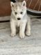 Siberian Husky Puppies for sale in Rohtak, Haryana, India. price: 65000 INR