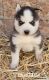 Siberian Husky Puppies for sale in Mancelona, MI 49659, USA. price: $850