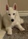 Siberian Husky Puppies for sale in Fort Worth, TX, USA. price: $900