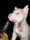 Siberian Husky Puppies for sale in Hayward, CA 94541, USA. price: $400