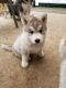 Siberian Husky Puppies for sale in Salem, OR, USA. price: $1,800