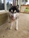 Siberian Husky Puppies for sale in Salem, OR, USA. price: $500