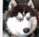 Siberian Husky Puppies for sale in Salem, OR, USA. price: $1,000