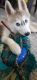 Siberian Husky Puppies for sale in Hennur 1st Cross Rd, Meganahalli, Kalyan Nagar, Bengaluru, Karnataka 560043, India. price: 36000 INR