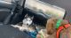Siberian Husky Puppies for sale in Lithia Springs, GA, USA. price: $1,000