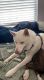 Siberian Husky Puppies for sale in Eagle Mountain, UT, USA. price: $350