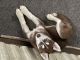 Siberian Husky Puppies for sale in Summerfield, FL 34491, USA. price: $600