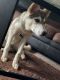 Siberian Husky Puppies for sale in 24224 W Seven Mile Rd, Detroit, MI 48219, USA. price: $1,200