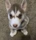 Siberian Husky Puppies for sale in Katy, TX 77494, USA. price: NA
