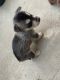 Siberian Husky Puppies for sale in Lakeside, CA, USA. price: $250