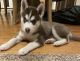 Siberian Husky Puppies for sale in Midland, MI 48640, USA. price: NA