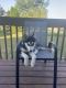 Siberian Husky Puppies for sale in Bloomington, IL, USA. price: $1,000