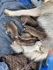 Siberian Husky Puppies for sale in Lodi, CA, USA. price: NA