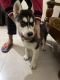 Siberian Husky Puppies for sale in Chandigarh, India. price: 40000 INR