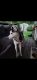 Siberian Husky Puppies for sale in Nunica, MI 49448, USA. price: $400