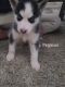 Siberian Husky Puppies for sale in St. Louis, MO, USA. price: $600