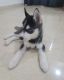 Siberian Husky Puppies for sale in Worli, Mumbai, Maharashtra, India. price: 60000 INR