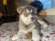 Siberian Husky Puppies for sale in Waite Park, MN 56387, USA. price: NA