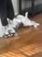 Siberian Husky Puppies for sale in Centreville, VA, USA. price: NA