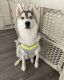 Siberian Husky Puppies for sale in Fort Lee, VA, USA. price: $1,000