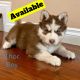 Siberian Husky Puppies for sale in Charlotte, NC, USA. price: $400