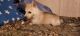 Siberian Husky Puppies for sale in Leitchfield, KY 42754, USA. price: NA