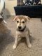 Siberian Husky Puppies for sale in Gulfport, MS, USA. price: $600