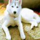 Siberian Husky Puppies for sale in Pottstown, PA 19464, USA. price: $600
