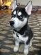Siberian Husky Puppies for sale in Caney, KS 67333, USA. price: NA