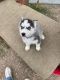 Siberian Husky Puppies for sale in Converse, TX, USA. price: $500