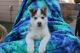 Siberian Husky Puppies for sale in Englewood, CO, USA. price: $750