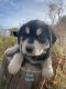 Siberian Husky Puppies for sale in Twin Falls, ID, USA. price: $600