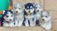 Siberian Husky Puppies for sale in Kammanahalli Main Rd, Ramaswamipalya, Lingarajapuram, Bengaluru, Karnataka, India. price: 30 INR