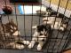Siberian Husky Puppies for sale in New Rochelle, NY, USA. price: $1,500