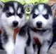 Siberian Husky Puppies for sale in Walnut Creek, CA 94596, USA. price: $600
