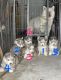 Siberian Husky Puppies for sale in Atascadero, CA 93422, USA. price: $1,200