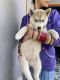 Siberian Husky Puppies for sale in Ambala, Haryana, India. price: 26000 INR