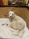 Siberian Husky Puppies for sale in Plainview, NY, USA. price: $2,500
