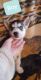 Siberian Husky Puppies for sale in Center, KY 42214, USA. price: NA