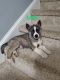 Siberian Husky Puppies for sale in Charlotte, NC, USA. price: $1,000