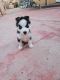 Siberian Husky Puppies for sale in Salinas, CA 93905, USA. price: NA