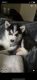 Siberian Husky Puppies for sale in 100 Sheridan Rd, Bremerton, WA 98310, USA. price: NA