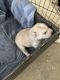Siberian Husky Puppies for sale in Glendale, AZ 85301, USA. price: $750