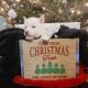 Siberian Husky Puppies for sale in 248 Ridgewood Dr, Prudenville, MI 48651, USA. price: $950